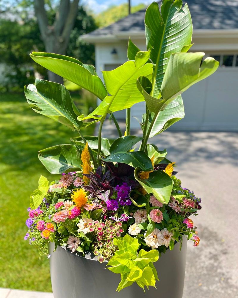 Potted Tropical Arrangements