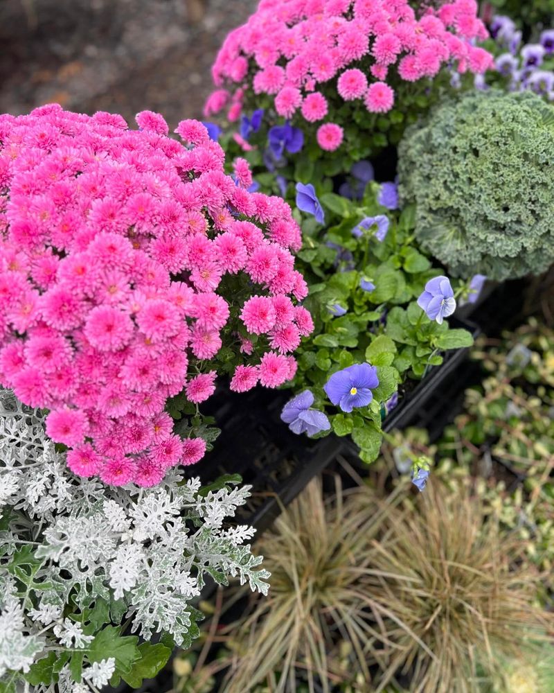 Container Garden Refresh