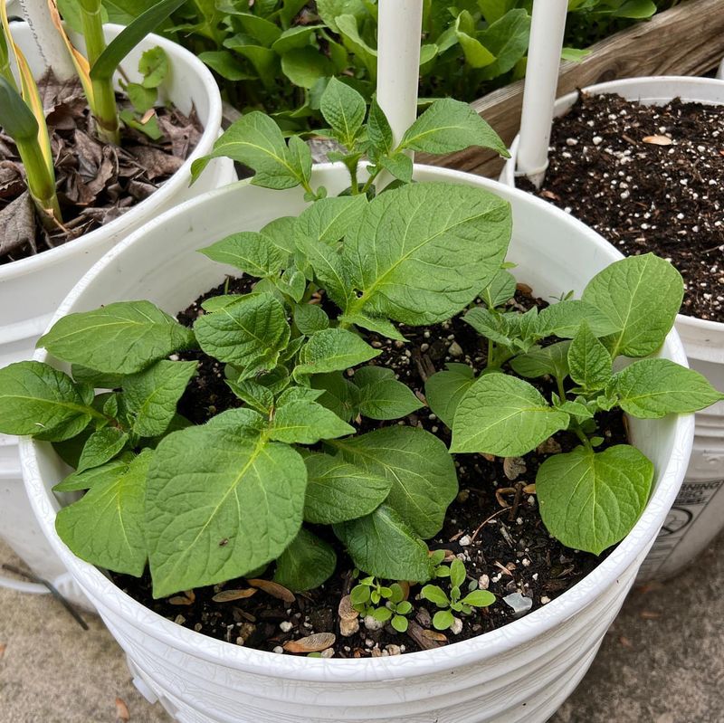 Potatoes