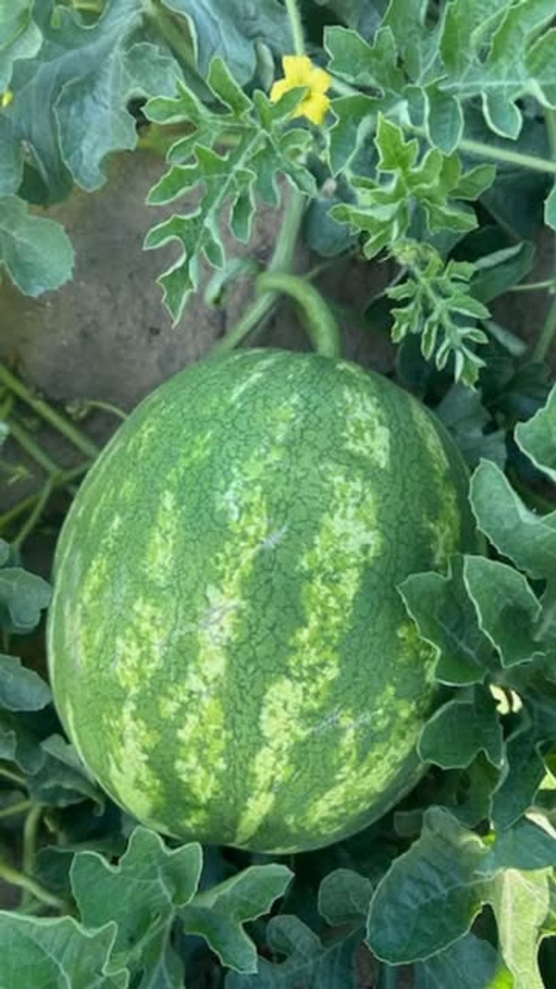 Watermelons