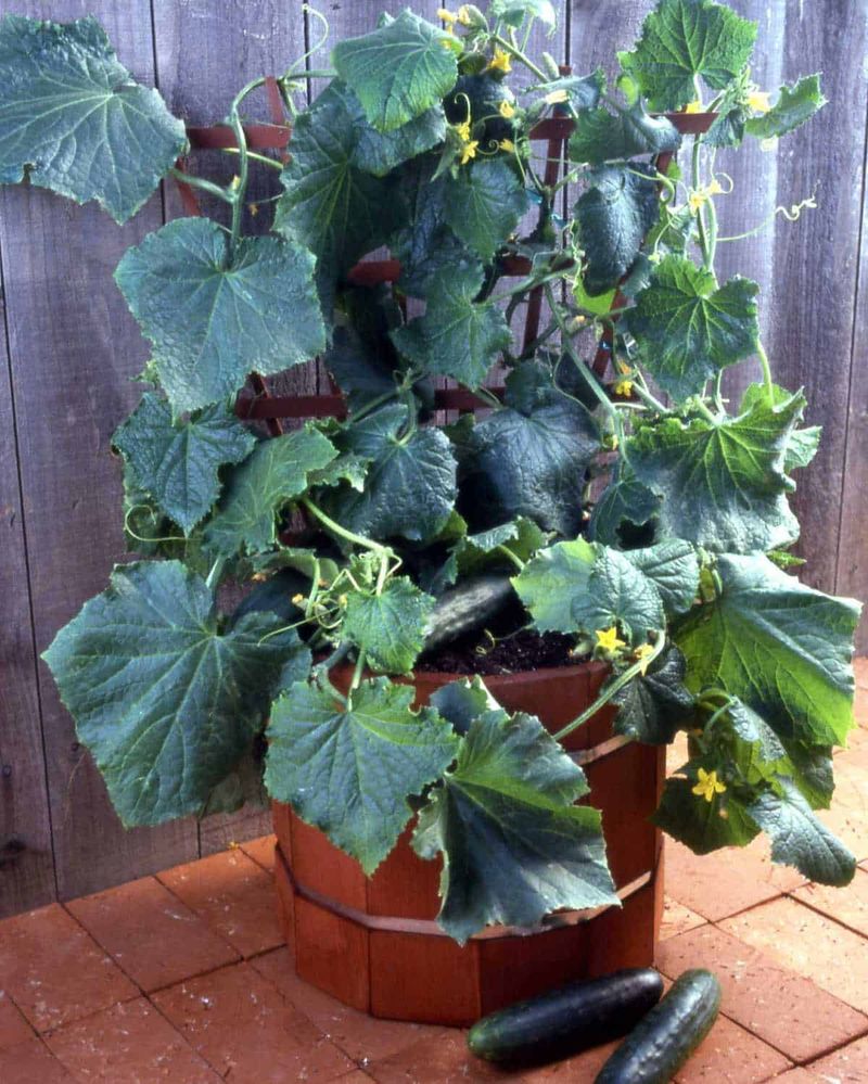 Bush Cucumbers