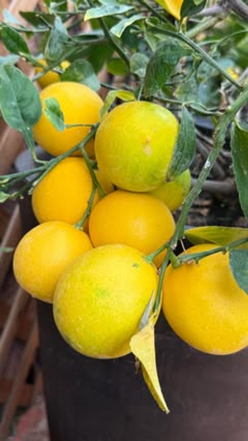 Lemons
