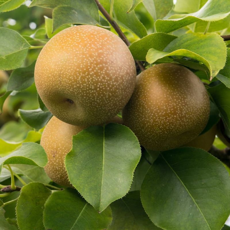 Asian Pears