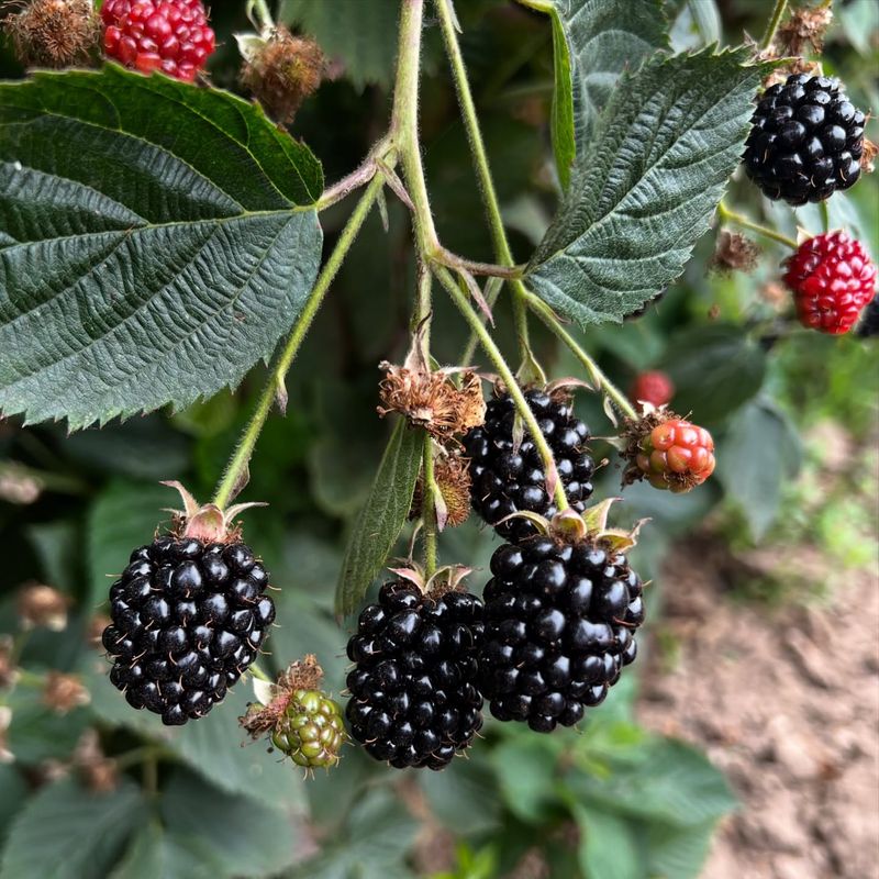 Boysenberries