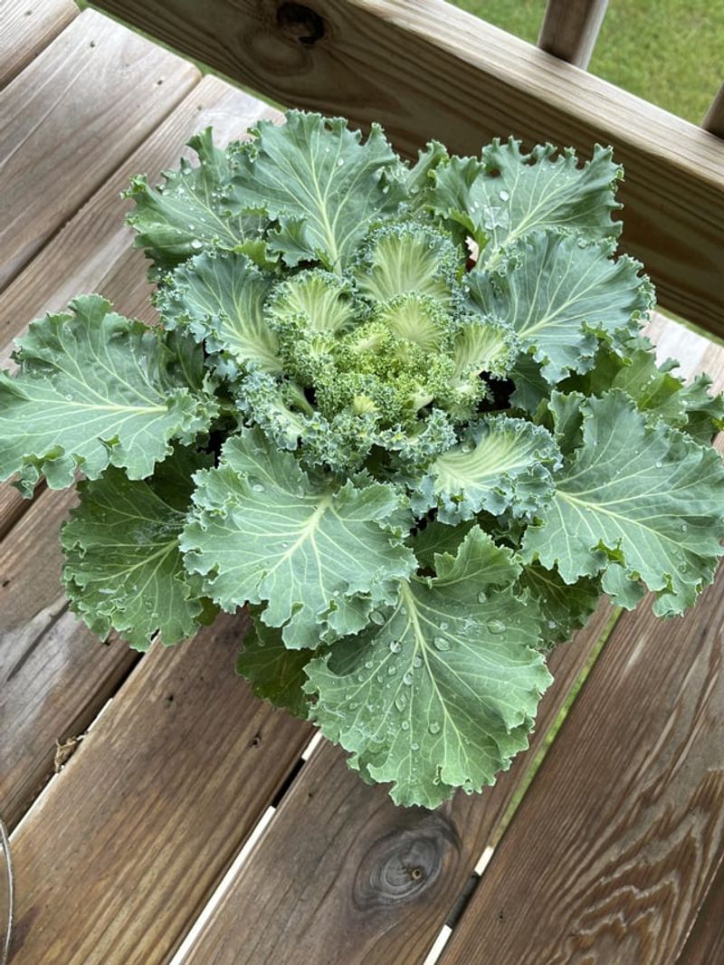 Kale