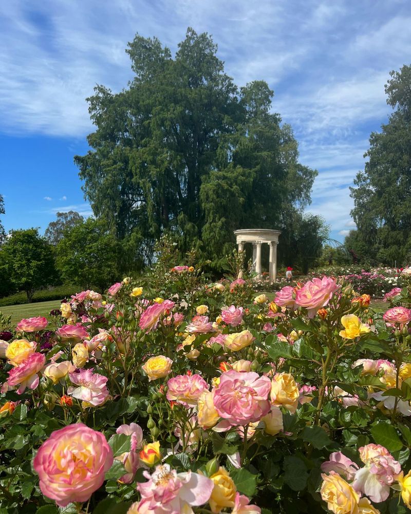 Roses Reach Peak Bloom