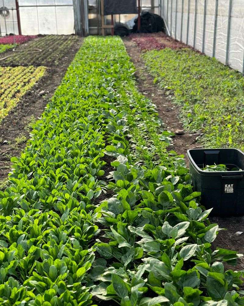 Spinach: Not-So-Clean Greens