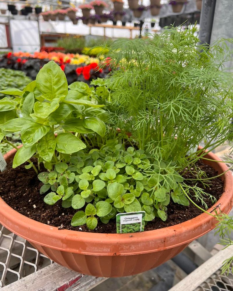 Herbs