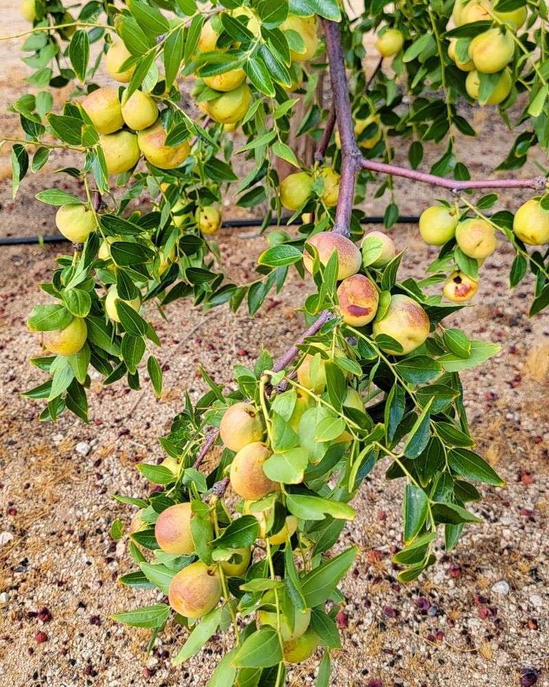 Jujube's Desert Secret
