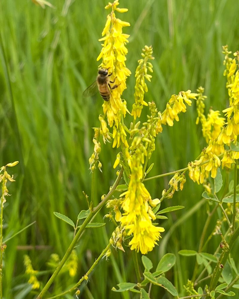 Yellow Sweet Clover