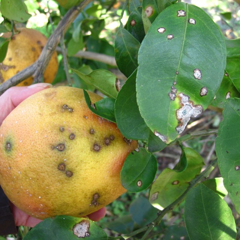 Citrus Leaves With Canker