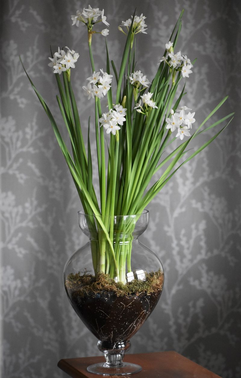 Paperwhite Narcissus Bulb Garden