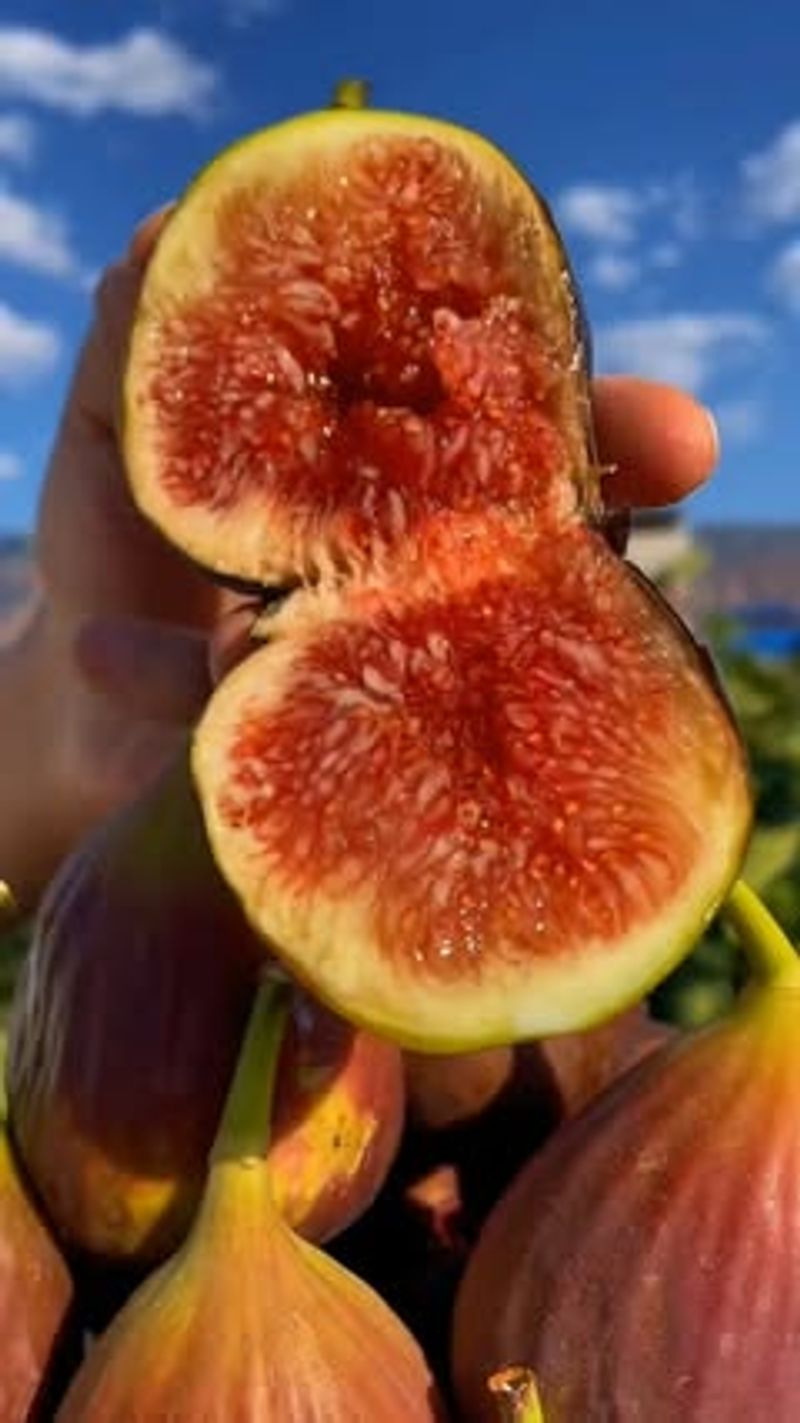 Fig