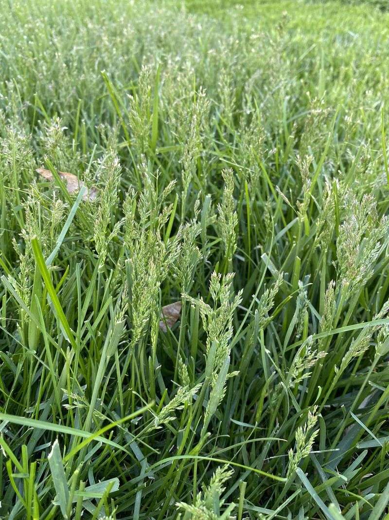Healthier Grass Development