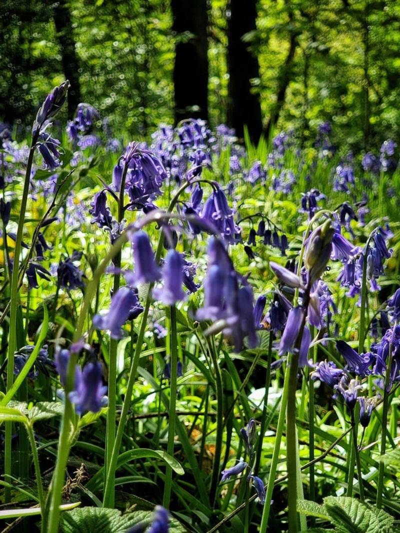 Woodland Bluebells