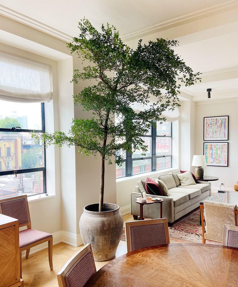 Olive Tree Troubles