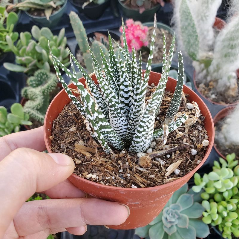 Zebra Haworthia: The Striped Survivor