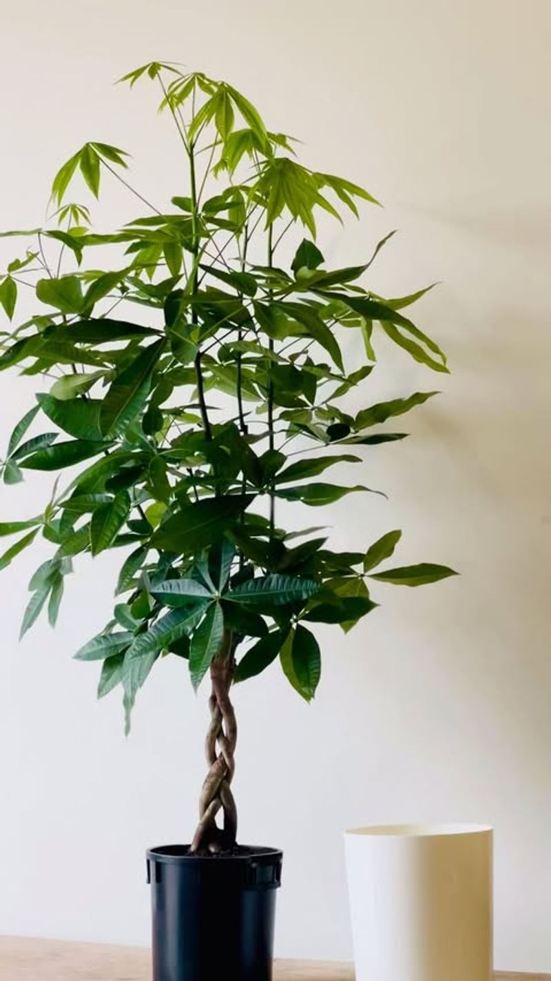 Money Tree