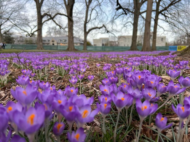 Elegant Crocus