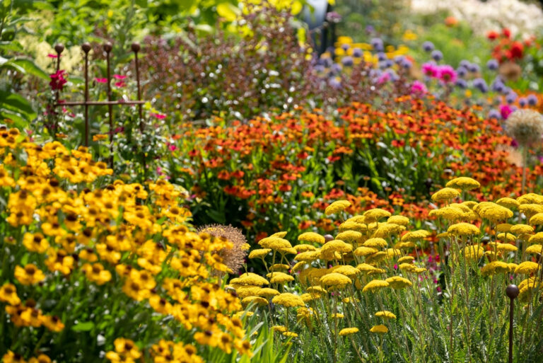 Stunning, colourful mixed flower borders (featured image)