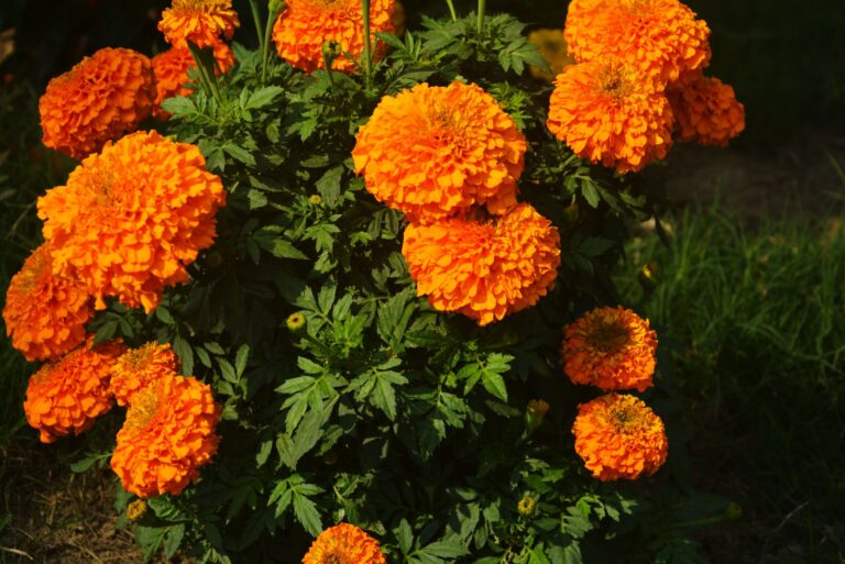 marigold flowers
