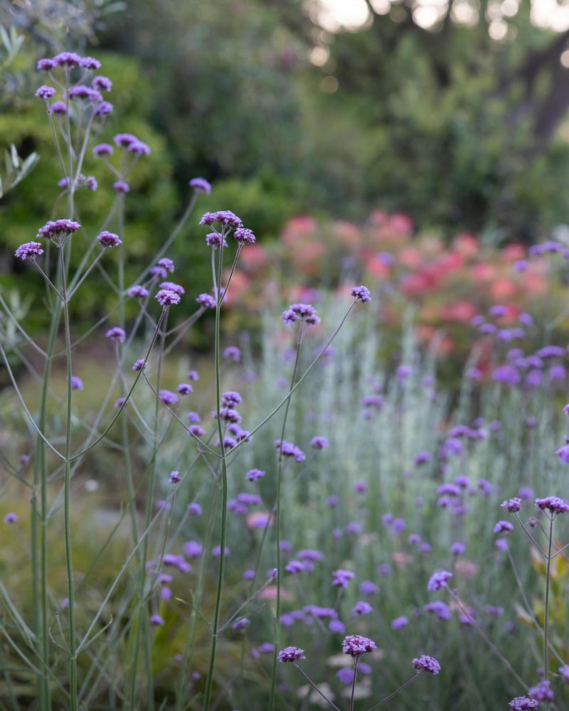 Vivid Verbena Bonariensis