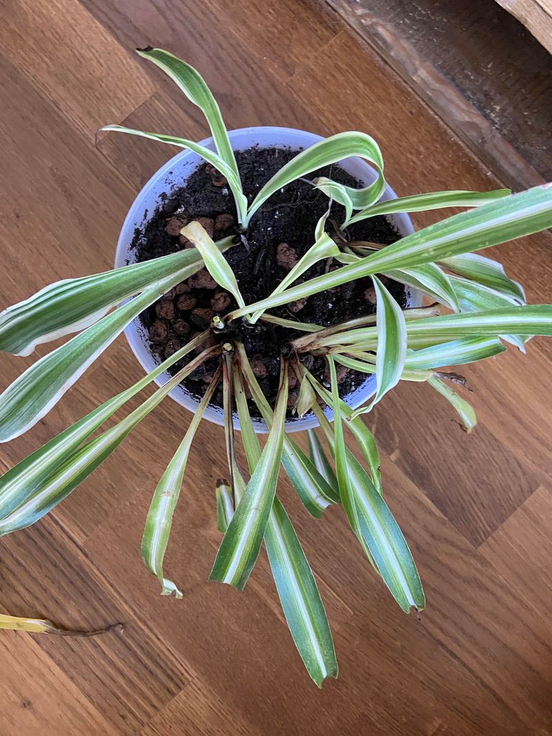 Soft, Mushy Stems Near Soil Line