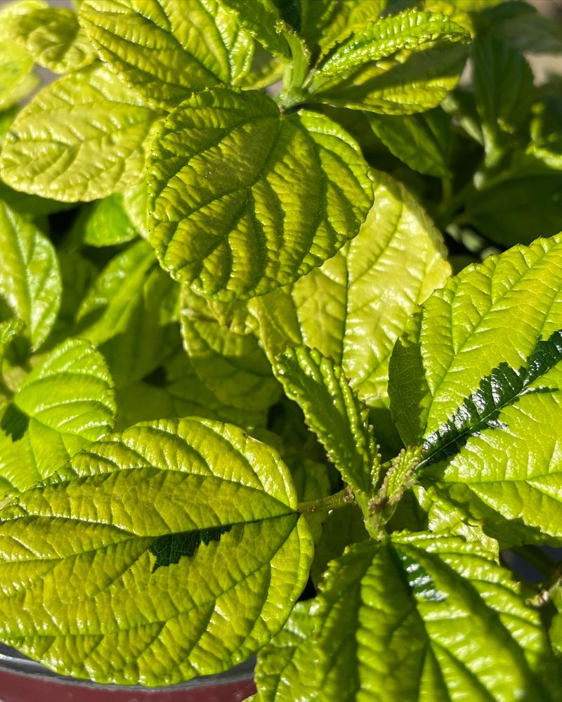 Pale Green Foliage Throughout