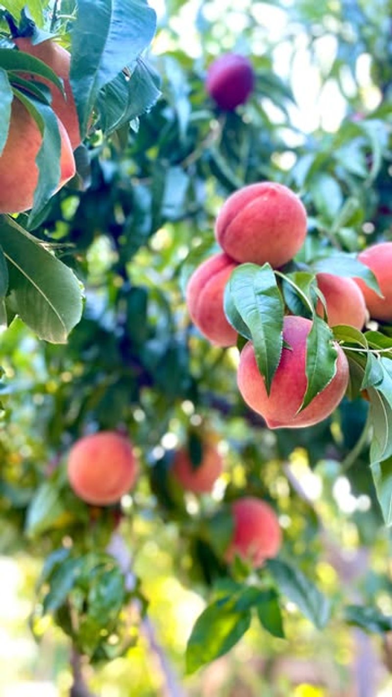 Fruitful Peach Tree