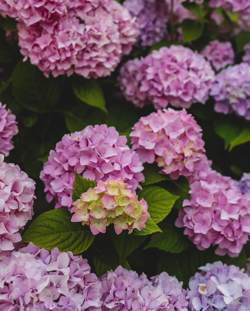 Hydrangeas