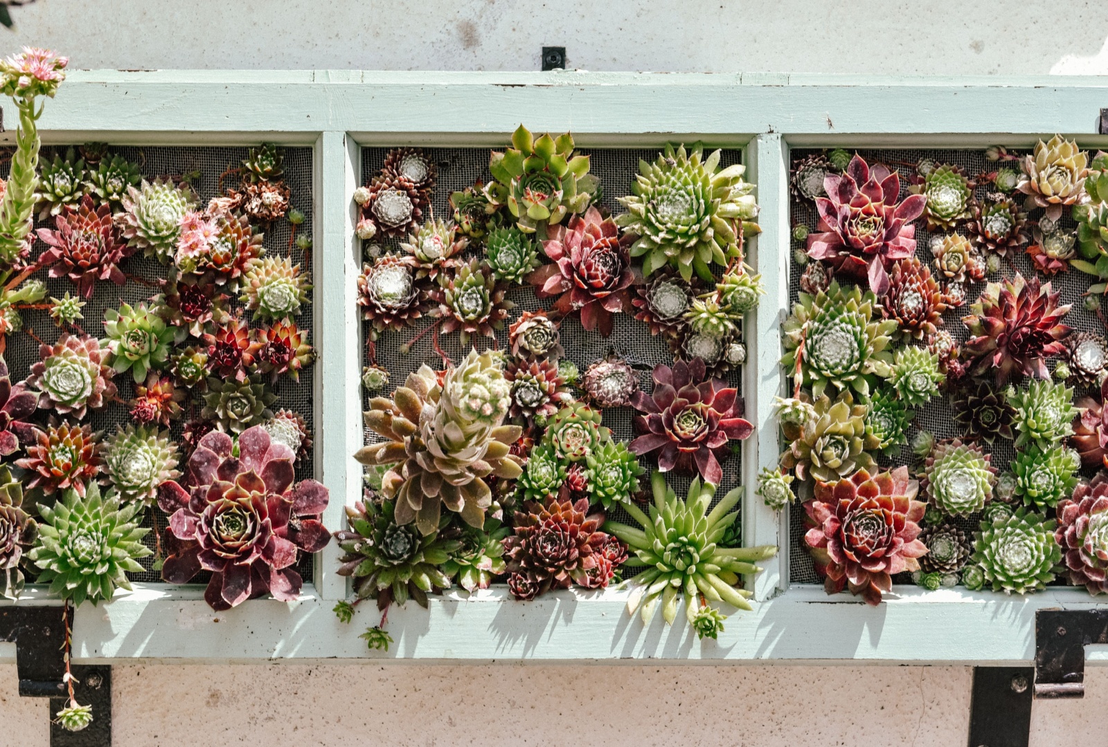 Succulents That Could Fill Living Walls For Low-Water Impact In Albuquerque Yards