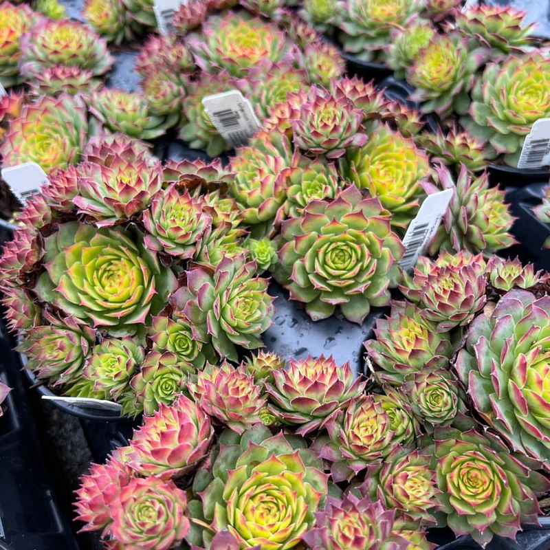 Hens and Chicks (Sempervivum)
