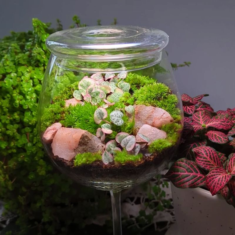 Baby Tears Plant