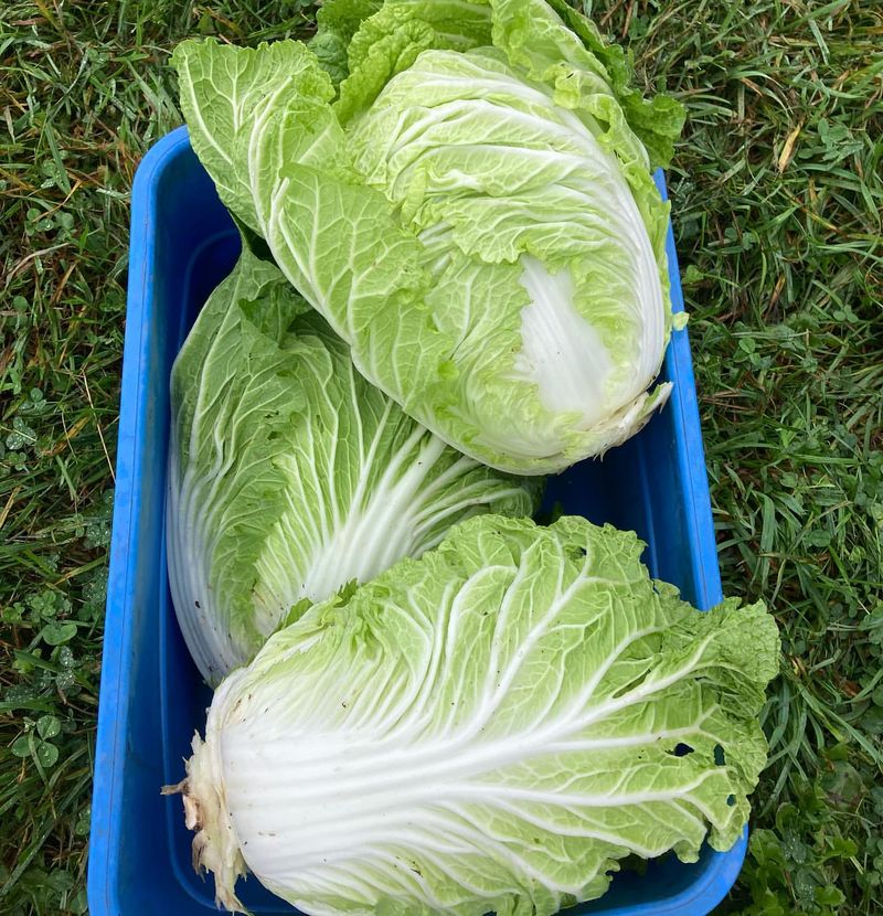 Chinese Cabbage