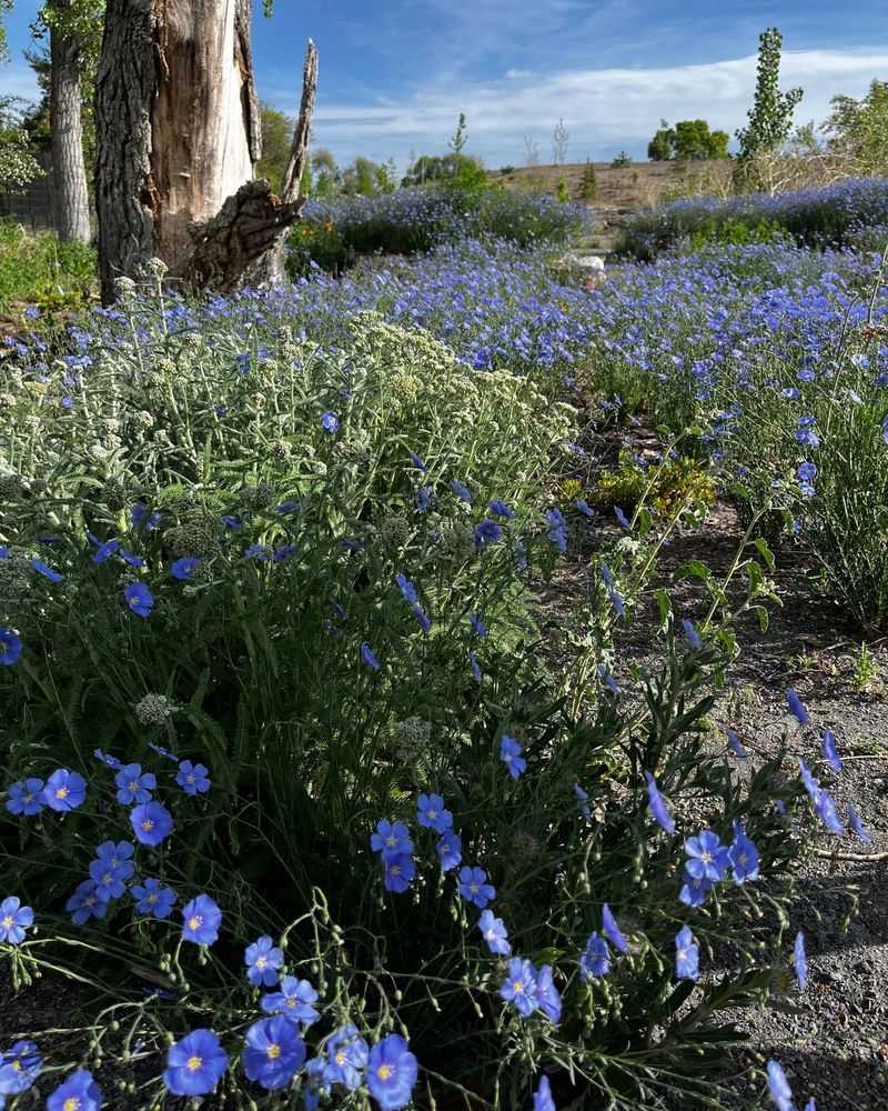 Blue Flax