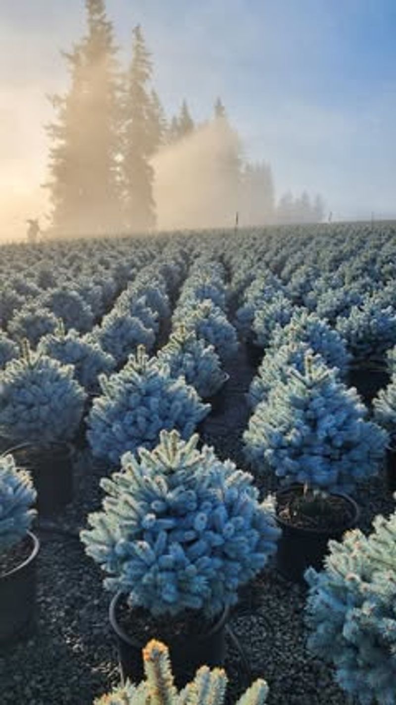 Blue Spruce