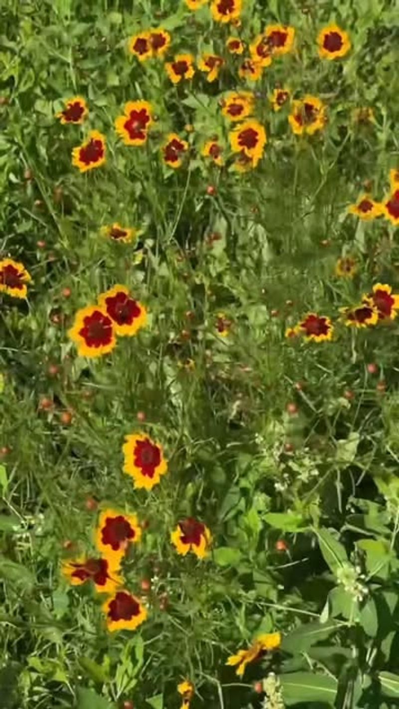 Plains Coreopsis