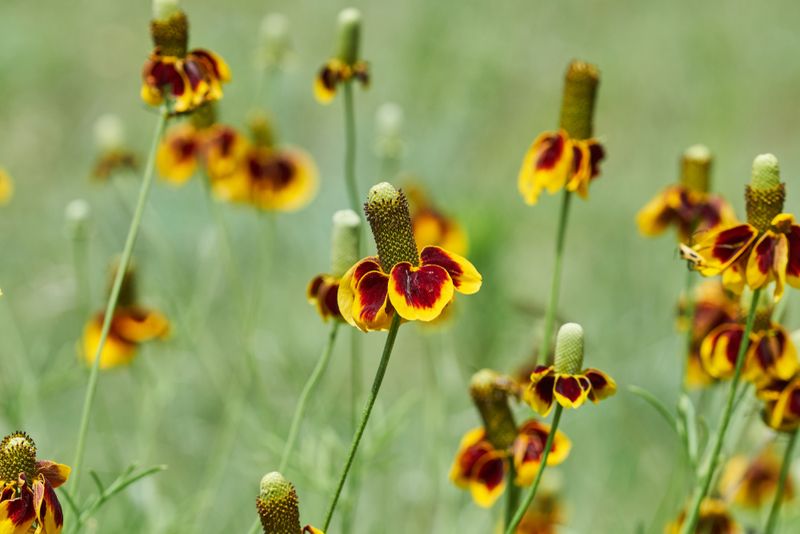 Prairie Coneflower (Ratibida columnifera)