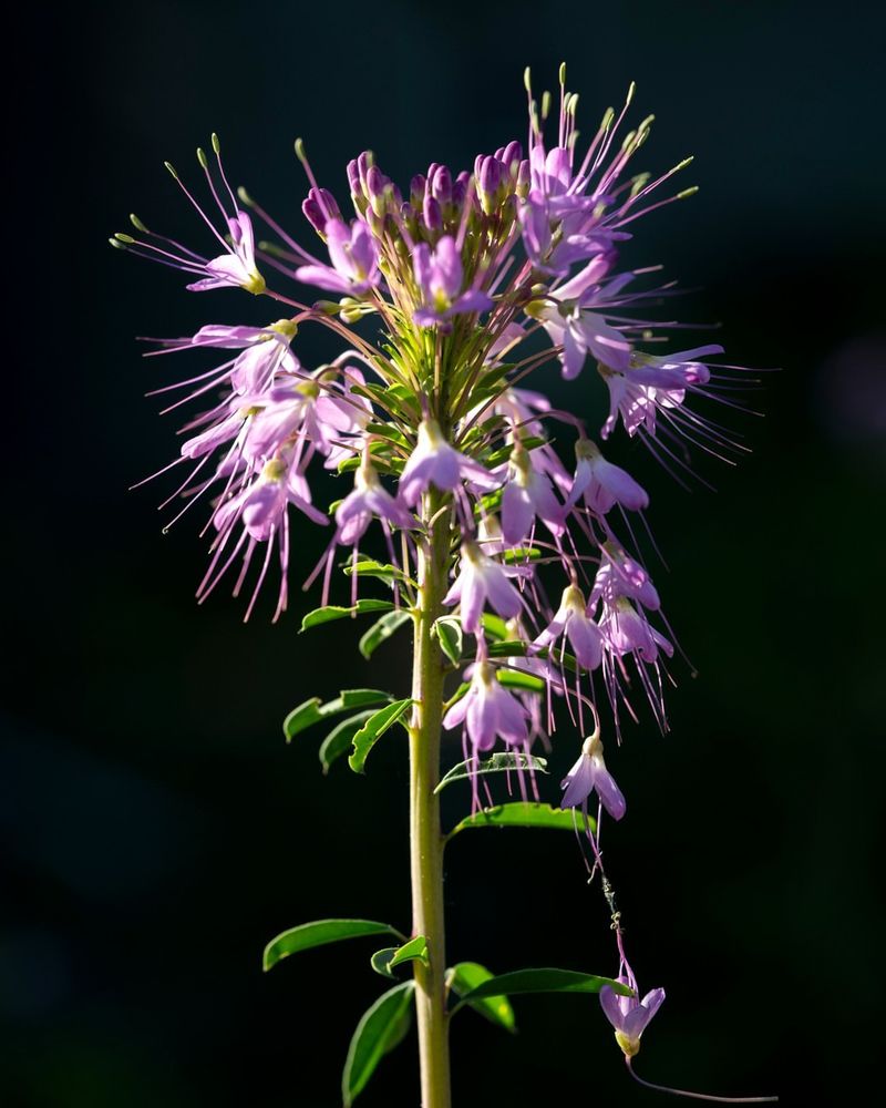 Rocky Mountain Bee Plant