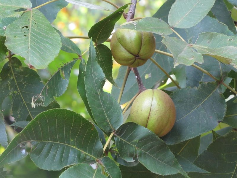 Hickory Nuts: Sweet Reward For Hard Work