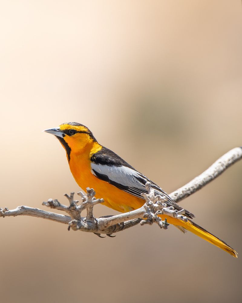 Bullock's Oriole