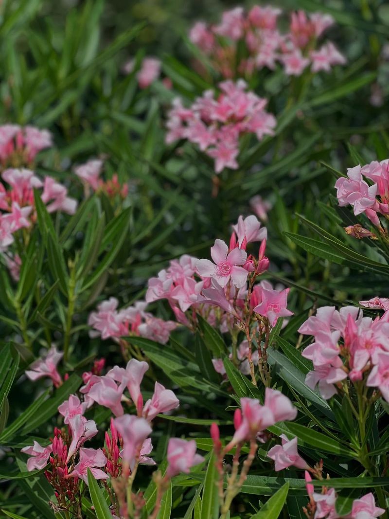 Oleander