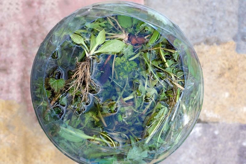 Liquid Gold From Soaked Weeds