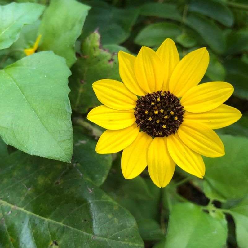 Carefree Beach Sunflower