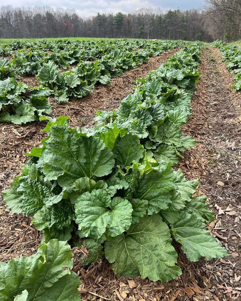 Rhubarb