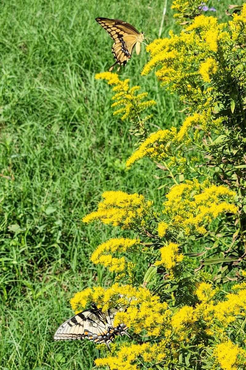 Goldenrod Sweeps That Won't Cause Allergies