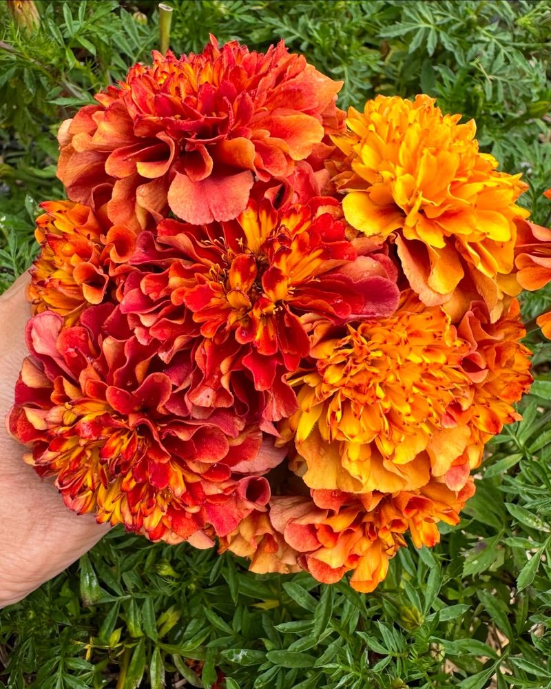 Marigold - Bright Bee Beacons