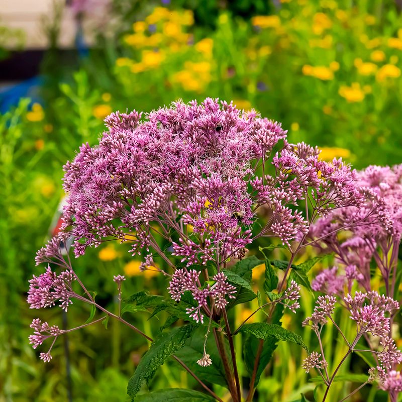 Joe-Pye Weed