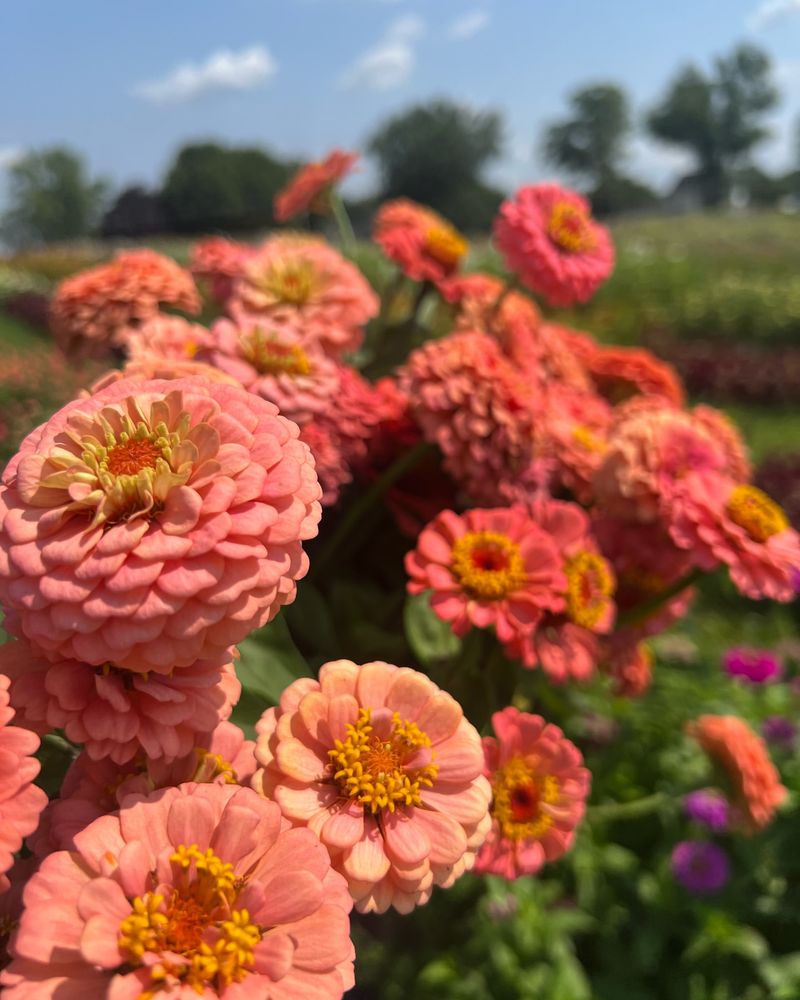 Zinnias