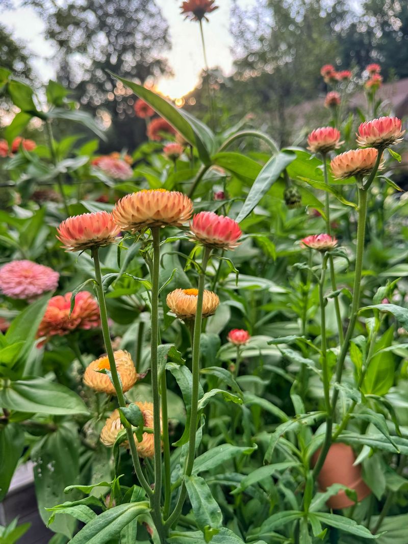 Strawflowers